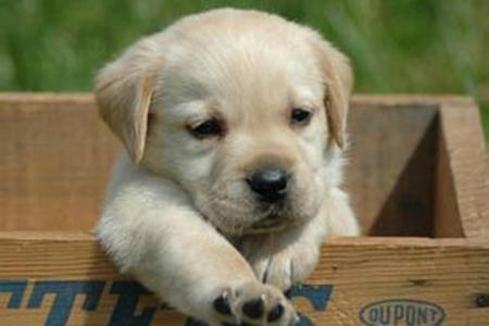 犬舍拉布拉多纯种幼犬出售 拉布拉多犬舍狗场宠物狗诰 图5